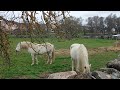 Os  amigos chevaux rural