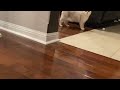 Cat running in slow motion | Coco the cutest cat