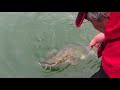 Finding and catching BIG  River Catfish