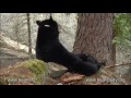 April 21, 2012 - Jewel the Black Bear with Fern and Herbie - Rough Play