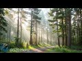 #4K Morning Forest Meditation - Refreshing Views and Empowering 528 Hz Music for Mind Healing