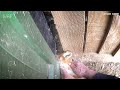 One wrong move could have killed her... - Fox rescue