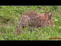 Little Bunny and his Mom in my Garden ~ Cute Cottontail rabbit family :)