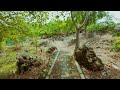 Dog TV - GoPro Virtual Dog Walking Experience | Relaxing Nature Adventure