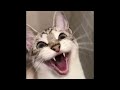 😂 Funniest Cats and Dogs Videos 😺🐶 || 🥰😹 Hilarious Animal Compilation №396