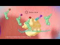 DNA and RNA - Overview of DNA and RNA