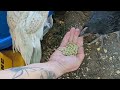 DIY Teach A Lady Friend How To Hand Feed Chickens! WOW!