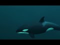 The Insane Biology of: The Orca