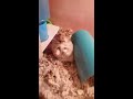 Weird dwarf hamster being cute