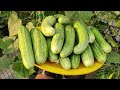 How to Grow Cucumbers to Produce a Lot of Fruit in Pots | FULL INFORMATION