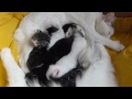 ♥ ♥ ♥ The height new born kittens - Music by Nadia Cripps