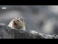 Cute Pika Steals Food From Neighbours | Mammals | BBC Earth