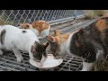 A mother cat meows in the rain to show her kittens where they are.