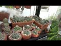 Watering cacti & other succulents: how & when I do it #cacti #cactuscare #succulents #succulentcare