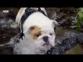 These Puppies Love Treats A Little Too Much | Wonderful World of Puppies | BBC Earth