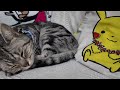 [4K] 【作業用、勉強用】くつろぐ猫を眺める動画