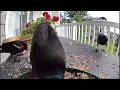 Birds Being Birds (It's Grackle Time yet again!) at Birds of a Feather Inn (Part 56)