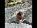 The American Robin in Central Park nyc