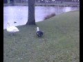 Gemma feeding the swans