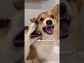 Corgi is jealous of his brother for getting all the attention #corgi #dogs