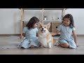 5 Reasons NOT to Get a Corgi: Pros and Cons - Dogs 101