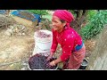 Awesome Daily activities in a remote Himalayan Nepali village ||Best Nepali Village Life In The Rain