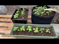 How to Grow Basil from Seed in Containers | from Seed to Harvest