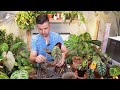 Alocasia Stem Propagation | what WORKED and DIDN'T....OVER 2 MONTHS