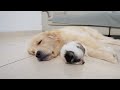 Abandoned Puppy Can't Sleep Without Golden Retriever