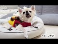 The record of growth of a Chihuahua dog from 2-months-old to 7-months-old // ChibiTV
