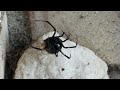 Mating Black Widows