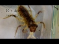 Dragonfly Larvae Prey Capture