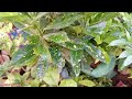How To Grow And Care Croton Plant At Home Croton Plant June July Care tips Propagation Urdu/Hindi