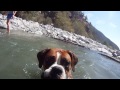 The dogs swimming at the creek GoPro HD