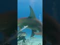 Hammerhead shark attack the human #shorts #shark