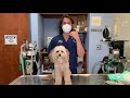 Tracheal Collapse in Dogs | Vet Explains