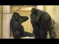 Female Gorilla Wants To Be by The Silverback's Side | The Shabani Group