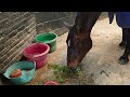 Daikin horse and Kallie horse eating cw parsley