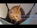 Vlog39【元野良猫の日常】2回目の夏です☀️
