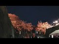 Hanami Light Show Hyperlapse