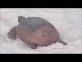 Vanderbilt Beach - Tortoise Time