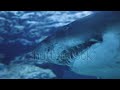 A dangerous giant white sharks