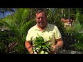 How to Create a Tropical Garden | Gardening | Great Home Ideas