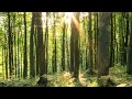 Beautiful piano music vol.1, Relaxing Music For Stress Relief Healing - Mindfulness Meditation Music