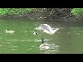 GOSLINGS ATTACKED by HERONS CROWS and SEAGULLS