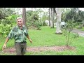 This Fruit Tree Forest is Unbelievable Until You See It. Amazing!