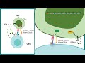 Isotype switching | class switching recombination | Antibody class switching | antibody diversity