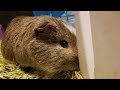 Hungry guinea pig (named Buford)