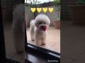 真實抓寶可夢寶貝(毛寶貝) Real life gotcha Pokémon(doggy version)