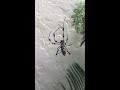 Giant Silk Spider Weaving Her Web